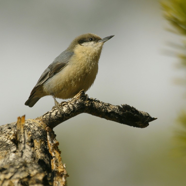 Birding in the Lost Sierra